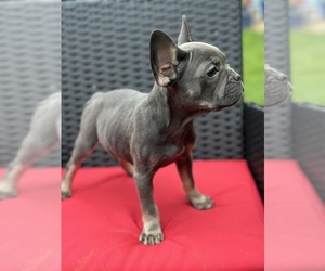 French Bulldog Puppy for sale in COVINGTON, VA, USA