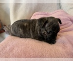 Small #14 French Bulldog