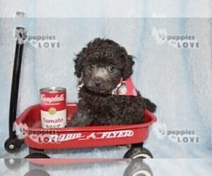 Poodle (Toy) Puppy for sale in SANGER, TX, USA