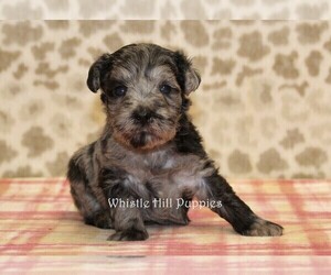 Schnoodle (Miniature) Puppy for sale in DENVER, PA, USA