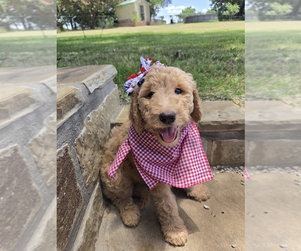 Medium Photo #4 Goldendoodle Puppy For Sale in BURLESON, TX, USA