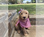 Small #3 Goldendoodle