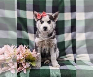Siberian Husky Puppy for sale in QUARRYVILLE, PA, USA