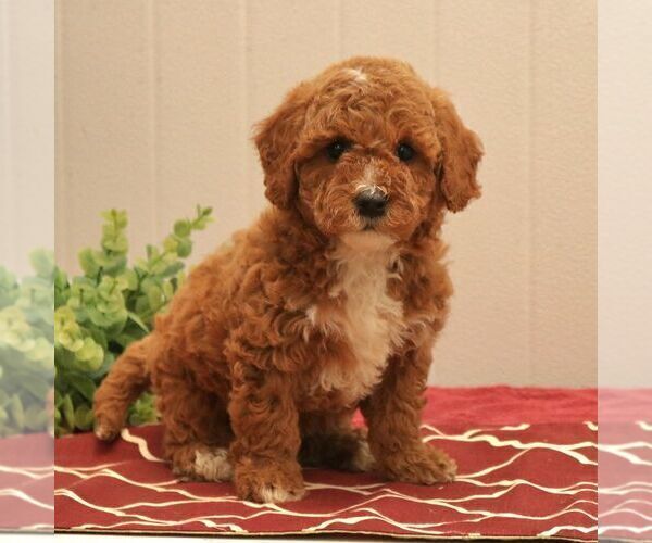 Medium Photo #1 Goldendoodle (Miniature) Puppy For Sale in EPHRATA, PA, USA