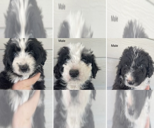 Medium Photo #1 F2 Aussiedoodle Puppy For Sale in LINDEN, CA, USA