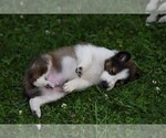 Small Photo #34 Collie Puppy For Sale in PARIS, MI, USA
