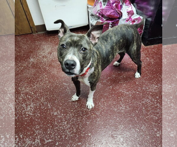Medium Photo #6 Mutt Puppy For Sale in Fargo, ND, USA