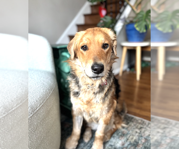 Medium Photo #2 Golden Retriever-Unknown Mix Puppy For Sale in Rockville, MD, USA