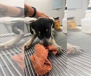 Mutt Dogs for adoption in Corpus Christi, TX, USA
