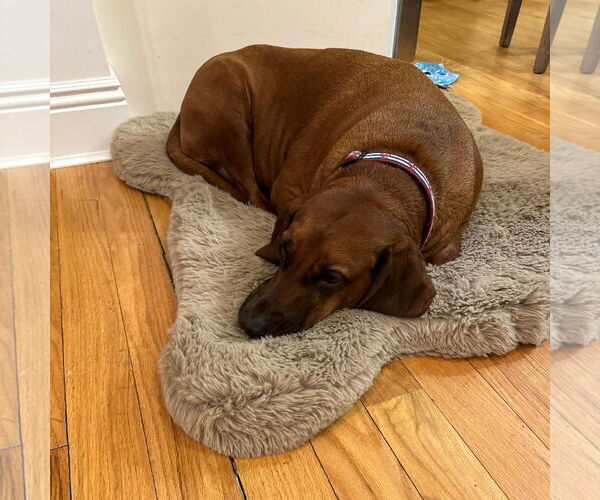 Medium Photo #7 Redbone Coonhound-Unknown Mix Puppy For Sale in Westwood, NJ, USA