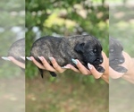 Puppy Veda Dutch Shepherd Dog