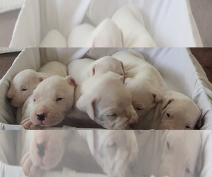 Dogo Argentino Puppy for sale in INDIAN HEAD, MD, USA