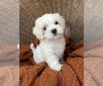 Puppy Pumkin Maltese-Poodle (Toy) Mix