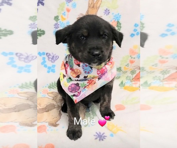 Medium Photo #1 Labrador Retriever-Unknown Mix Puppy For Sale in SHERBURNE, NY, USA