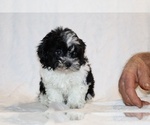 Small #13 ShihPoo