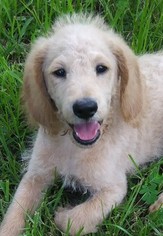 Labradoodle Puppy for sale in ONALASKA, TX, USA