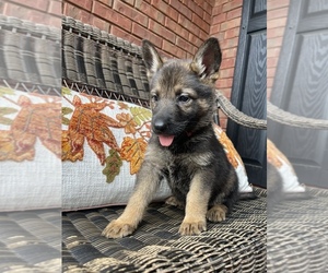 German Shepherd Dog Puppy for Sale in BRASELTON, Georgia USA