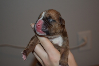 Boxer Puppy for sale in SILVERDALE, WA, USA