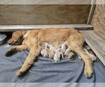 Small #2 Golden Retriever