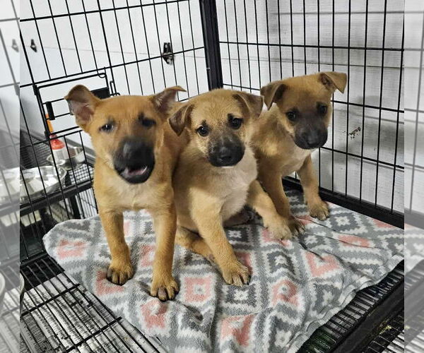 Medium Photo #9 German Shepherd Dog Puppy For Sale in GILBERTS, IL, USA