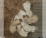 Small Photo #2 Golden Retriever Puppy For Sale in TWIN FALLS, ID, USA