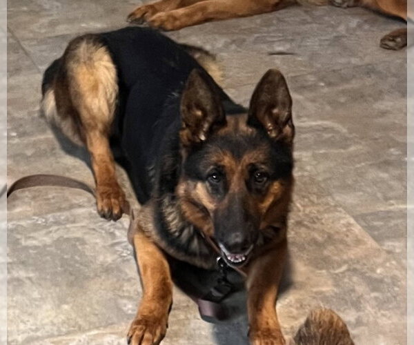 Medium Photo #3 German Shepherd Dog Puppy For Sale in Centreville, VA, USA