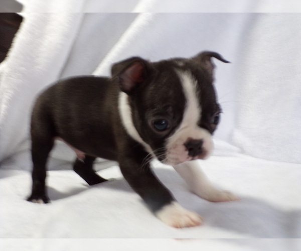 Medium Photo #2 Boston Terrier Puppy For Sale in MONROE, NH, USA