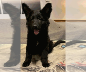 German Shepherd Dog Puppy for sale in LOGAN, OH, USA