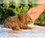 Small #27 Poodle (Toy)