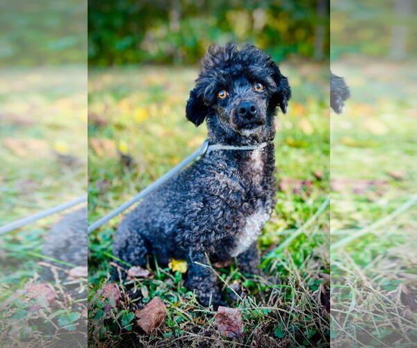 Medium Photo #1 Poodle (Toy) Puppy For Sale in Pacolet, SC, USA