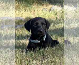 Labrador Retriever-Unknown Mix Dogs for adoption in Bellevue, WA, USA