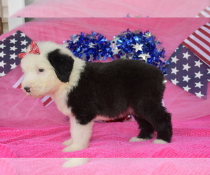 Old English Sheepdog Puppy for Sale in MARIONVILLE, Missouri USA