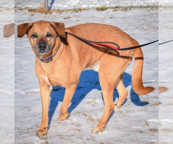 Medium Photo #6 Labrador Retriever-Rhodesian Ridgeback Mix Puppy For Sale in Huntley, IL, USA