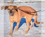 Small #5 Labrador Retriever-Rhodesian Ridgeback Mix