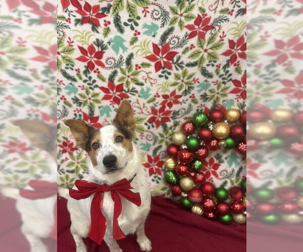 Medium Photo #2 Texas Heeler Puppy For Sale in Santa Maria, CA, USA