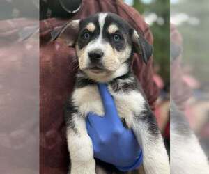 Siberian Husky-Unknown Mix Dogs for adoption in New York, NY, USA