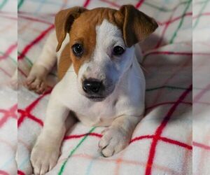 Jack Russell Terrier Puppy for sale in EAST EARL, PA, USA