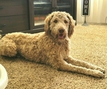 Small Photo #1 Goldendoodle Puppy For Sale in ALTURAS, CA, USA