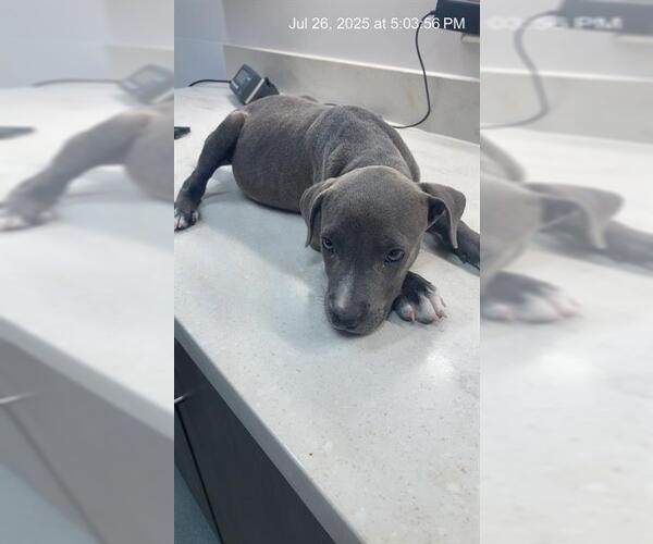 Medium Photo #1 American Pit Bull Terrier Puppy For Sale in Baytown, TX, USA