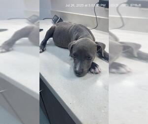 American Pit Bull Terrier Dogs for adoption in Baytown, TX, USA