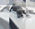 Small American Pit Bull Terrier