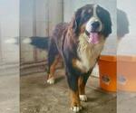 Small Photo #1 Bernese Mountain Dog Puppy For Sale in MCCONNELSVILLE, OH, USA