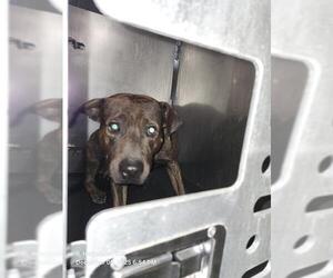 American Staffordshire Terrier Dogs for adoption in San Antonio, TX, USA