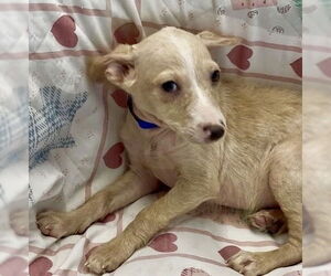 Mutt Dog for Adoption in San Diego, California USA