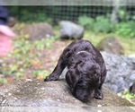 Small Photo #5 Labradoodle Puppy For Sale in SAGINAW, MN, USA