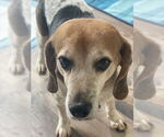 Small #10 Beagle