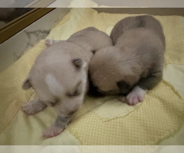 Medium Photo #166 Pomsky Puppy For Sale in LOVELAND, CO, USA