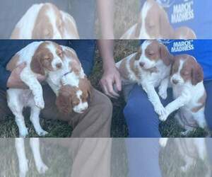 Brittany Puppy for sale in EAST BERNSTADT, KY, USA