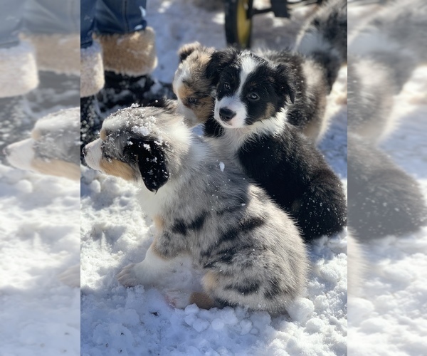 Medium Photo #3 Australian Shepherd Puppy For Sale in WHITINGHAM, VT, USA