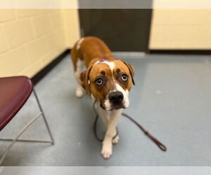 American Foxhound-American Pit Bull Terrier Mix Dogs for adoption in Denver, CO, USA